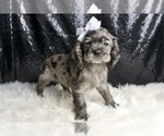 Small Photo #46 Cocker Spaniel Puppy For Sale in WARSAW, IN, USA
