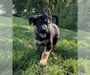 German Shepherd Dog Puppy for sale in FRANKLIN, IN, USA