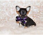 Small Photo #54 Chihuahua Puppy For Sale in CHARLESTON, AR, USA