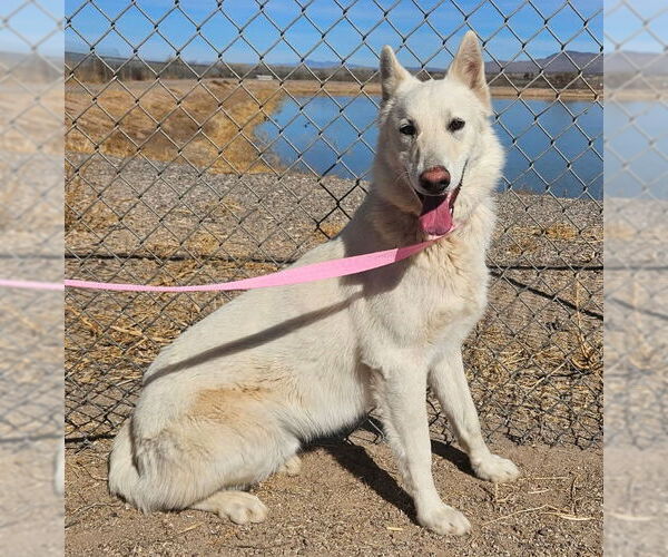 Medium Photo #2 German Shepherd Dog Puppy For Sale in Phoenix, AZ, USA