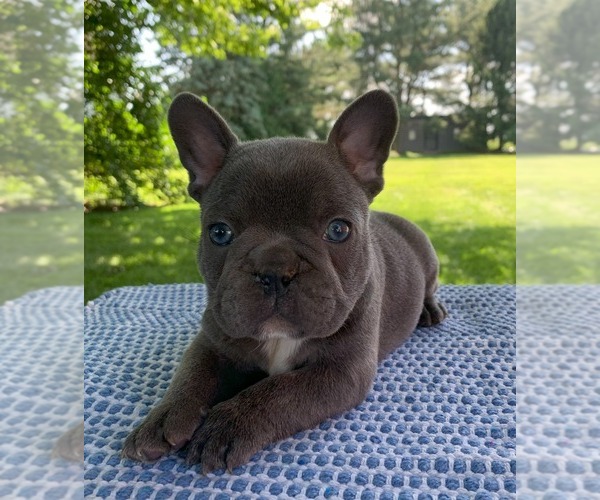 Medium Photo #18 French Bulldog Puppy For Sale in BREMEN, IN, USA