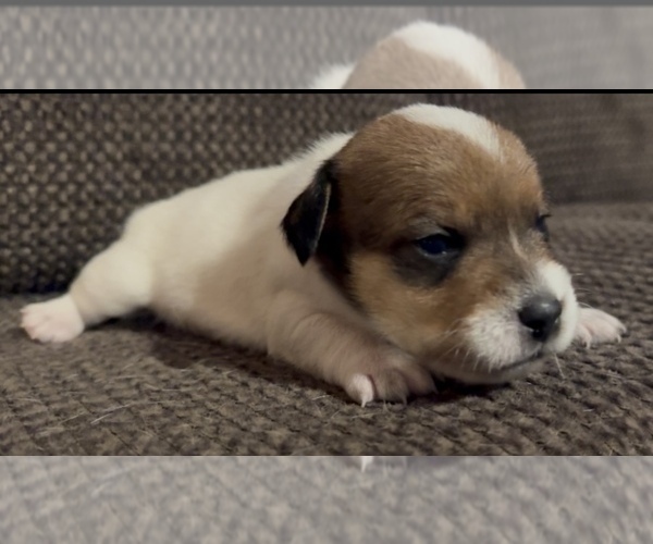 Medium Photo #2 Jack Russell Terrier Puppy For Sale in ALTOONA, FL, USA