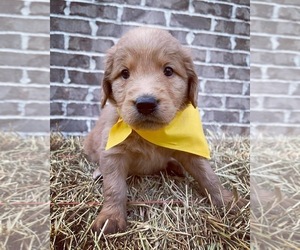 Goldendoodle Puppy for sale in MONTICELLO, FL, USA
