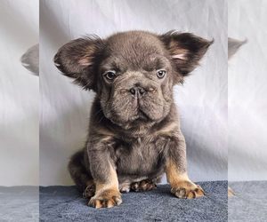 English Bulldog Puppy for sale in DURHAM, NC, USA