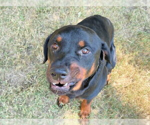 Rottweiler-Unknown Mix Dogs for adoption in Tulsa, OK, USA