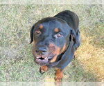 Small Rottweiler Mix