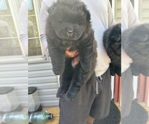 Chow Chow Puppy for Sale in PARK FOREST, Illinois USA