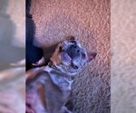Small #2 American Pit Bull Terrier Mix