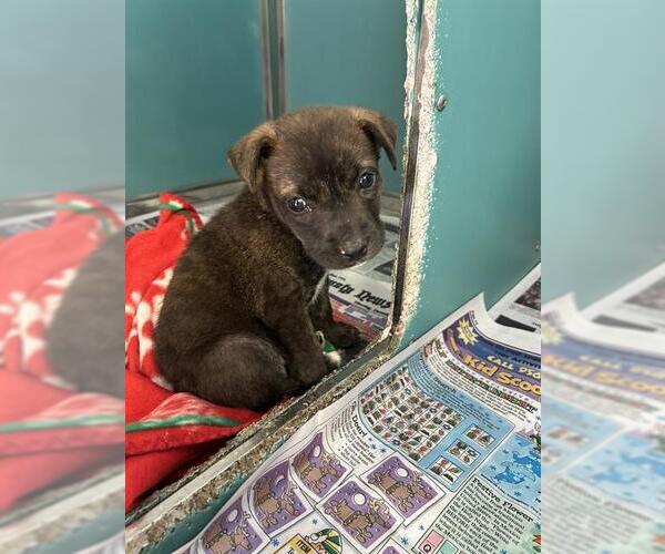 Medium Photo #1 Labrador Retriever-Unknown Mix Puppy For Sale in San Antonio, TX, USA