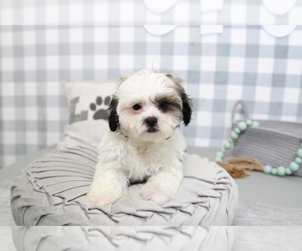 Medium Photo #7 Poodle (Miniature)-ShihPoo Mix Puppy For Sale in MARIETTA, GA, USA