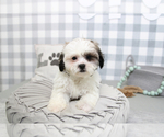 Small Photo #7 Poodle (Miniature)-ShihPoo Mix Puppy For Sale in MARIETTA, GA, USA