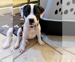 Almond Joy  Candy Litter (Trixie mom) - Female American Staffordshire Terrier-Unknown Mix Dog for Adoption - Photo #6