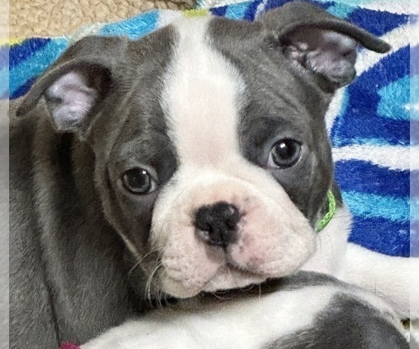 Medium Photo #5 Boston Terrier Puppy For Sale in FLINT, MI, USA