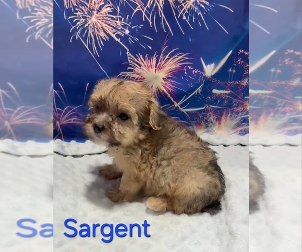 Medium Photo #2 Yorkipoo Puppy For Sale in AZLE, TX, USA