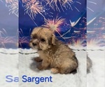 Sargent - Male Yorkipoo Puppy for Sale - Photo #2
