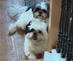 Small Photo #1 Shih Tzu Puppy For Sale in SNELLVILLE, GA, USA