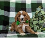 Small #4 Cavapoo