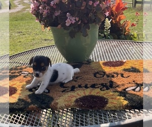 Jack Russell Terrier Puppy for sale in NASHVILLE, NC, USA