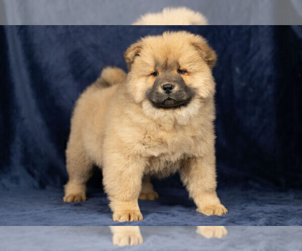 Medium Photo #2 Chow Chow Puppy For Sale in NAPPANEE, IN, USA