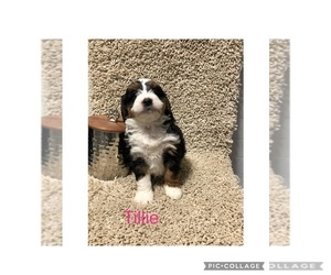 Miniature Bernedoodle Puppy for Sale in NEW PHILA, Ohio USA