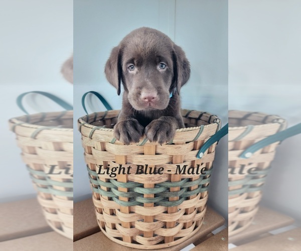 Medium Photo #8 Labrador Retriever Puppy For Sale in CASHTON, WI, USA