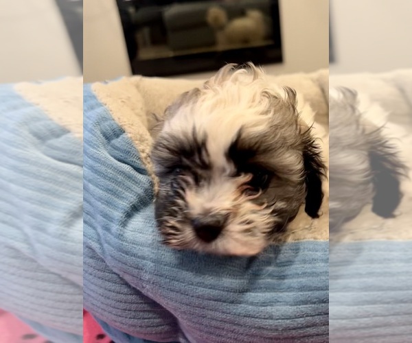Medium Photo #9 Zuchon Puppy For Sale in RENO, NV, USA