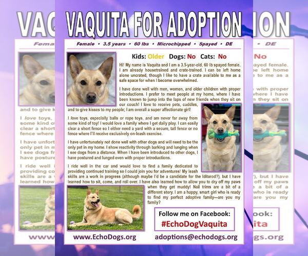 Medium Photo #4 Unknown-white german shepherd Mix Puppy For Sale in Hoffman Estates, IL, USA