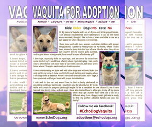 Vaquita - Female Unknown-white german shepherd Mix Dog for Adoption - Photo #4