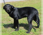 Small #1 Labrador Retriever Mix