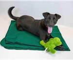 Small #3 Retriever  Mix