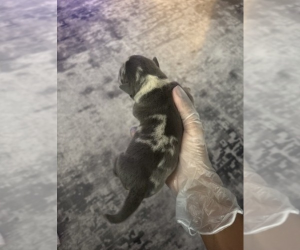 Medium Photo #1 American Bully Puppy For Sale in PARKVILLE, MD, USA