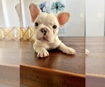 Small Photo #3 French Bulldog Puppy For Sale in ARLINGTON, TX, USA