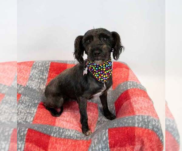 Medium Photo #6 Poodle (Miniature)-Unknown Mix Puppy For Sale in Kennesaw, GA, USA