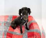 Small #5 Poodle (Miniature) Mix