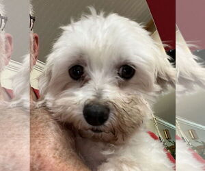 Maltese Dogs for adoption in Wheaton, IL, USA