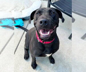 Labrador Retriever-Unknown Mix Dogs for adoption in Sacramento, CA, USA