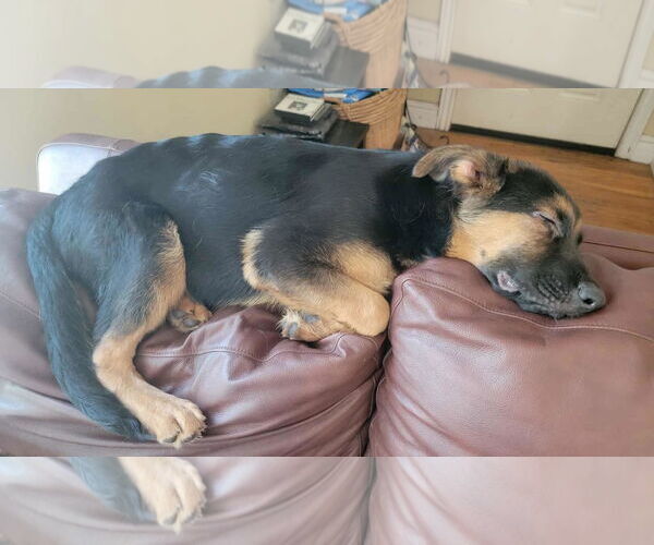 Medium Photo #3 German Shepherd Dog-Unknown Mix Puppy For Sale in Sandy, UT, USA