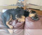 Small #2 German Shepherd Dog Mix