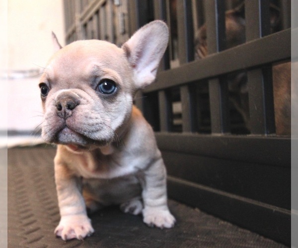 View Ad: French Bulldog Puppy for Sale near Illinois ...