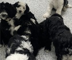 Small Photo #3 Sheepadoodle Puppy For Sale in CONROE, TX, USA