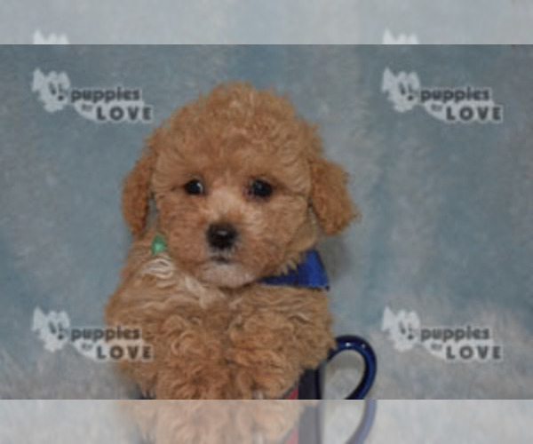 Medium Photo #14 Poodle (Toy) Puppy For Sale in SANGER, TX, USA
