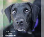Small #4 Labrador Retriever Mix