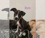Small #3 American Pit Bull Terrier Mix