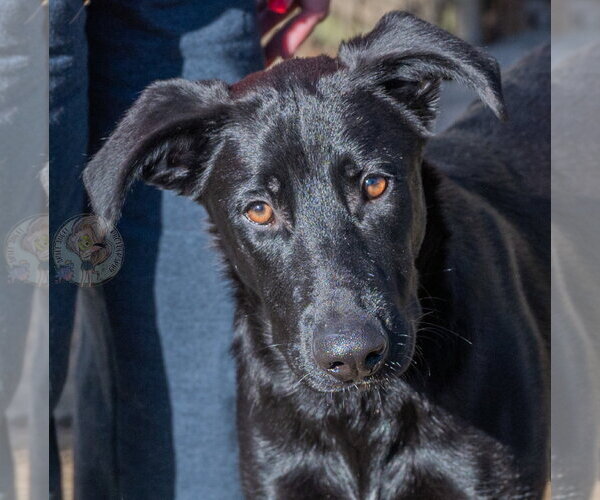 Medium Photo #13 Labrador Retriever-Unknown Mix Puppy For Sale in Munford, TN, USA