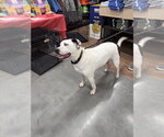 Small #9 Mutt