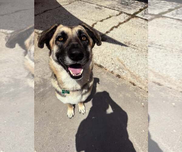 Medium Photo #4 Mutt Puppy For Sale in Houston, TX, USA