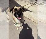 Small #3 Mutt
