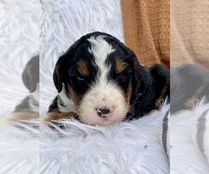 Bernedoodle Puppy for sale in GOSHEN, IN, USA