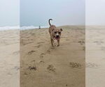 Small #4 American Pit Bull Terrier-Labrador Retriever Mix