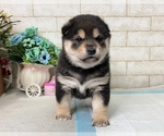 Small Photo #1 Shiba Inu Puppy For Sale in SEATTLE, WA, USA